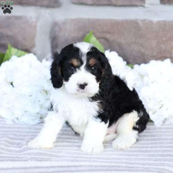 Cruize, Cavapoo Puppy